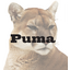 Logo of Puma Biotechnology Inc